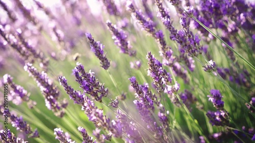 Close-up of blooming lavender flowers in warm sunset light as bees collect pollen, capturing pollination, biodiversity and the beauty of nature in summer.