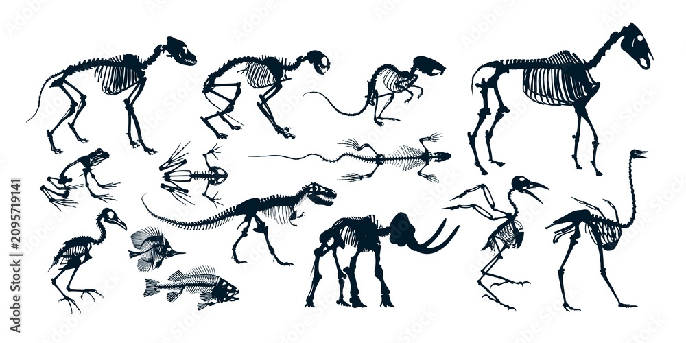 Obraz premium A big set of animal skeletons. 