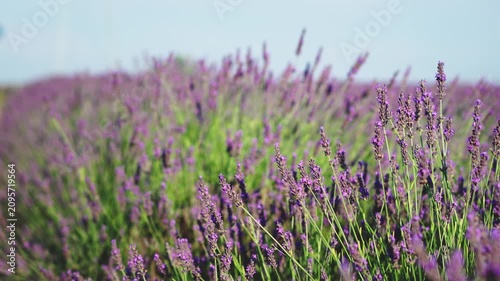 Close-up of blooming lavender flowers in warm sunset light as bees collect pollen, capturing pollination, biodiversity and the beauty of nature in summer.