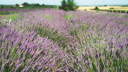 Medium shot of a vast lavender field glowing in warm sunset light, capturing the peaceful beauty of the summer countryside and blooming purple flowers.