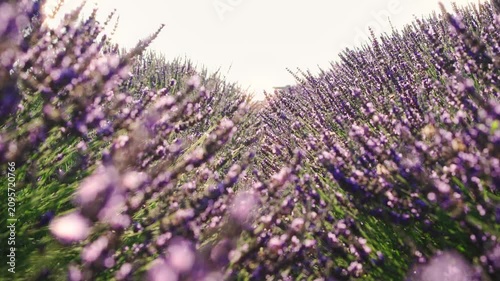 Medium shot of a vast lavender field glowing in warm sunset light, capturing the peaceful beauty of the summer countryside and blooming purple flowers.