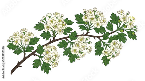 Hawthorn branch with white flowers and green leaves
