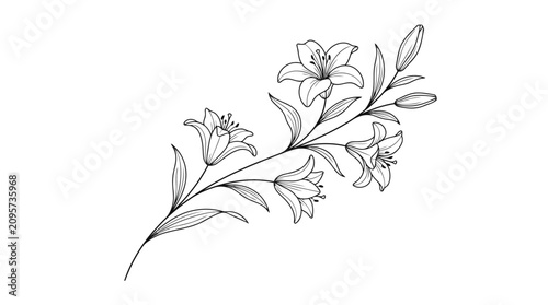 Lily flowers branch line drawing