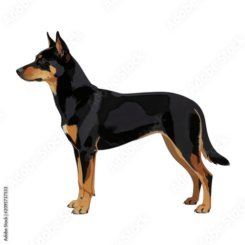 Kintamani Dog Vector Illustration Transparent Background
