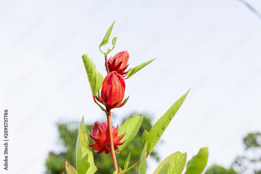 Fototapeta premium Fresh Red Roselle Calyces Hibiscus Sabdariffa Plant in the Garden growing on a stem with green leaves, set against a bright sky and blurry green trees in the background.