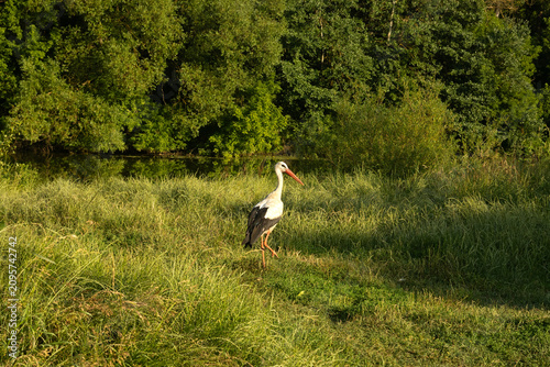 Elegant Crane Standing by a River in a Lush Green Landscape – Wildlife Nature Photography
