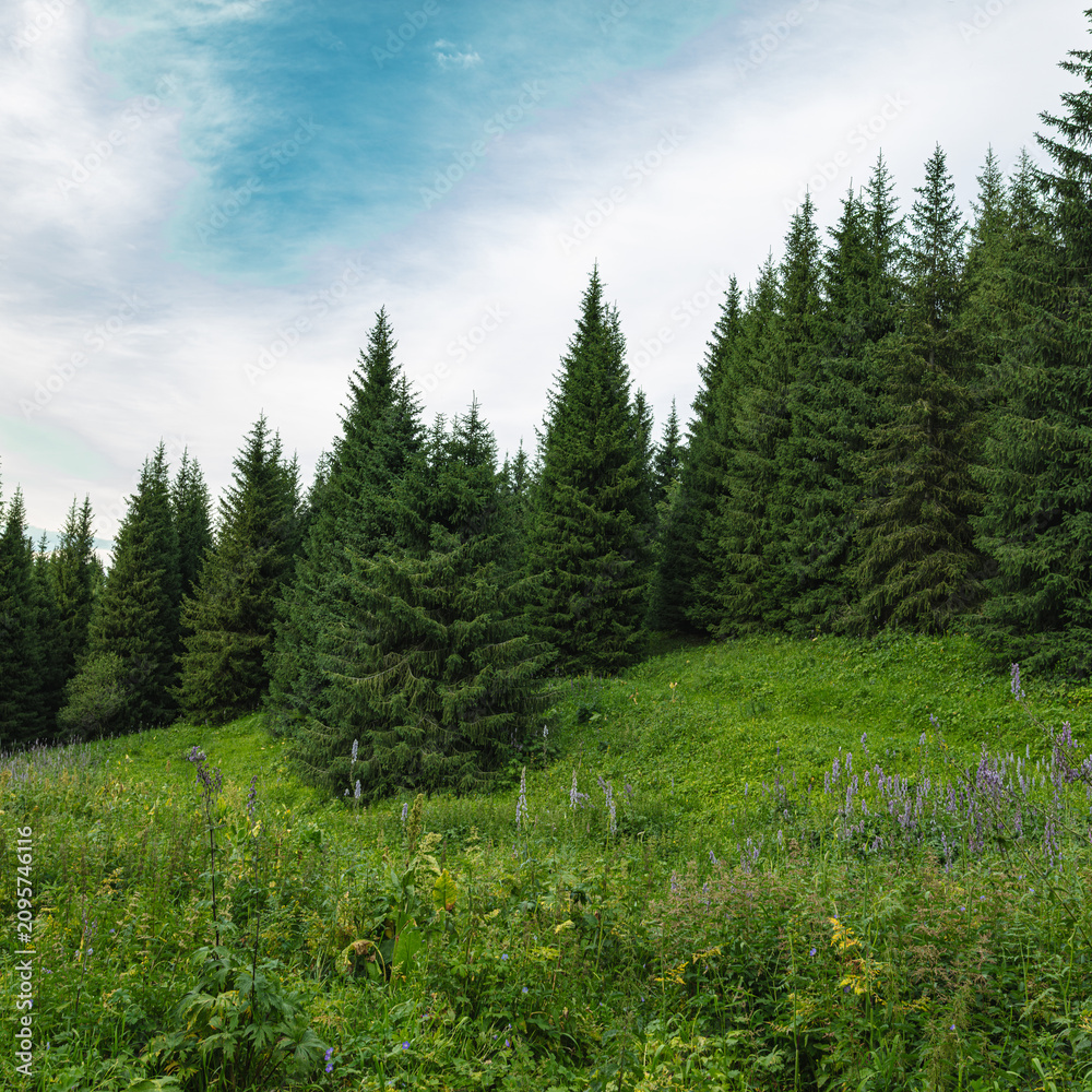 Fototapeta premium Landscape Kazachstan, mountain, trees, green, clubs, peak, flora, 
