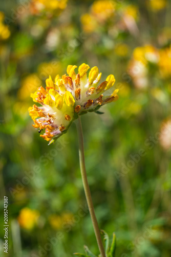 Canvas Print Horizontal close-up of a blooming kidney vetch flower with yellow petals and a hairy calyx on a green stem