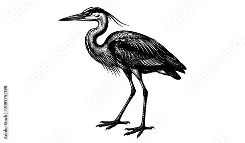 Konstfotografi Vintage Engraving Great Heron Botanical Wildlife Vector Illustration Isolated on