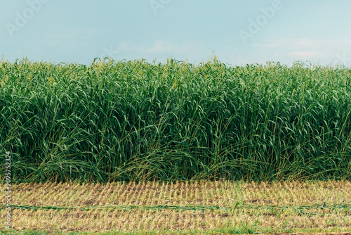 Foto Tall sorghum plants growing in a cultivated field on a cloudy summer day
