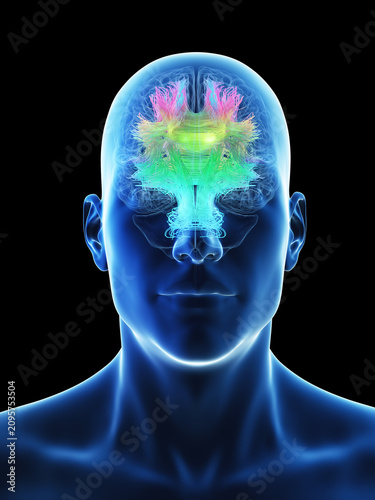 Illustration of the male brain