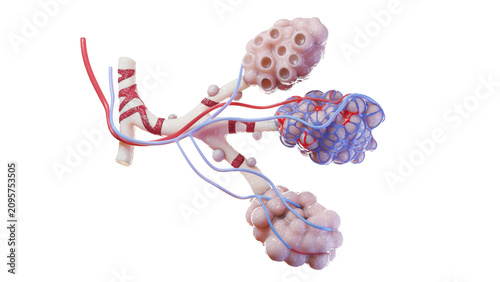 Illustration of the alveoli