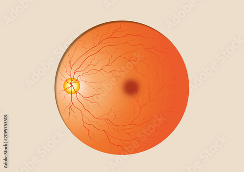 Eyeball, illustration