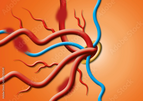 Blood vessels, illustration