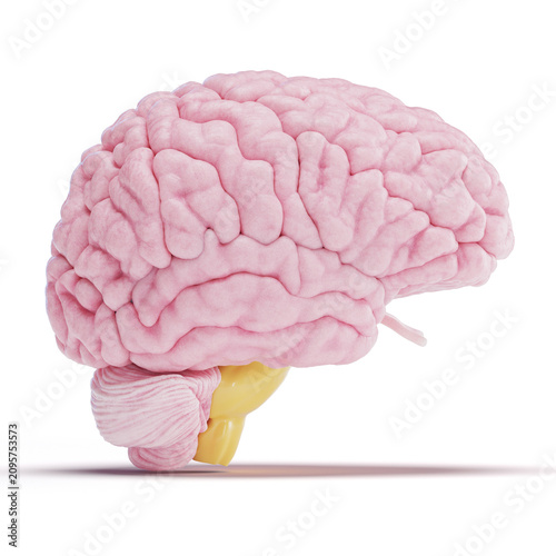 Illustration of a human brain