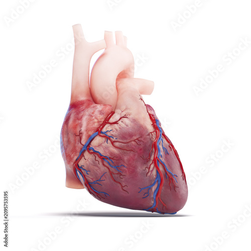 Illustration of a human heart