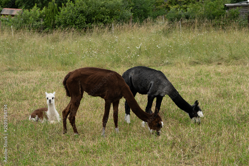 Fototapeta premium alpaka tier natur lama familie