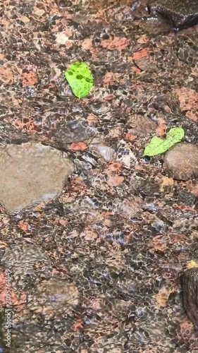 Clear water stream flowing gently over colorful river pebbles and green leaves. Refreshing natural background for relaxation and eco projects.
