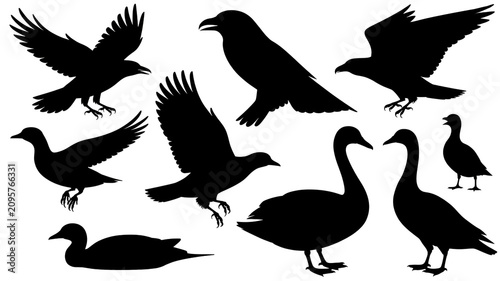 An illustration of nine black ducks and birds in various poses on white background
