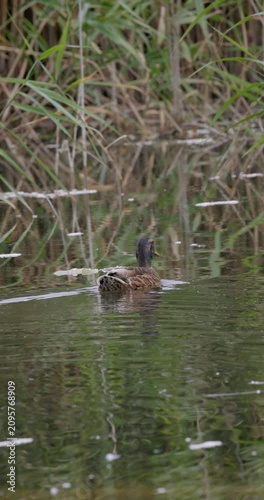 Wild duck swimming in shallow water in lake with dry reeds