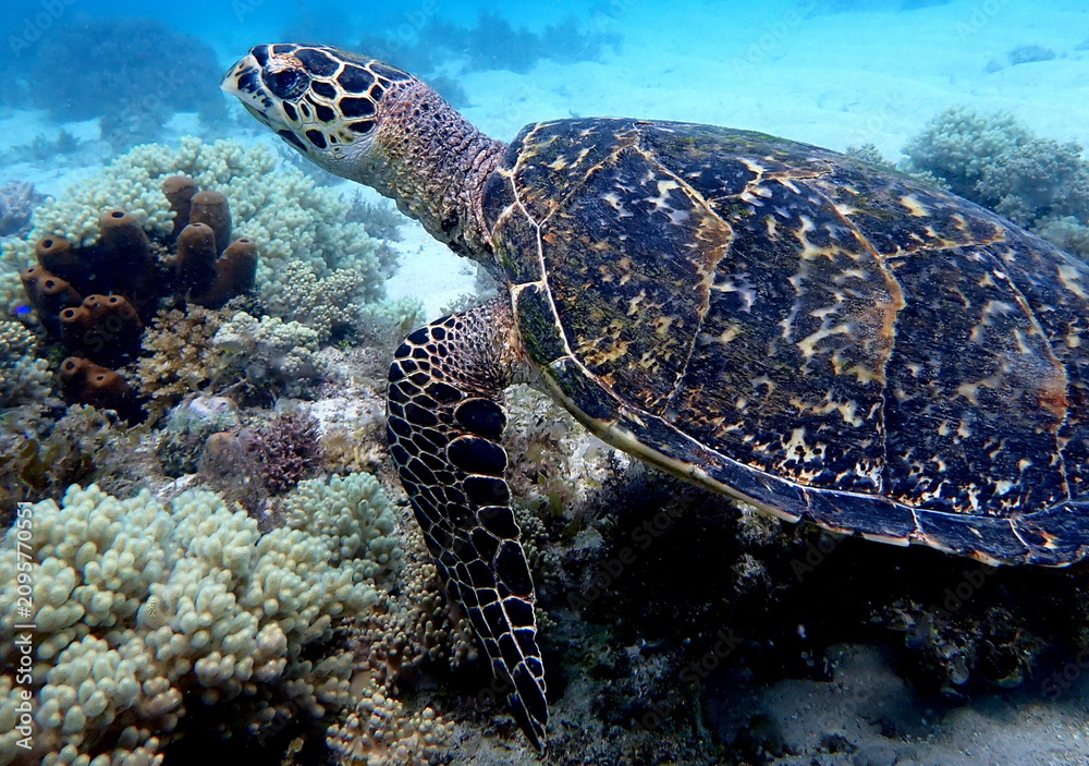 Fototapeta premium Philippines sea life