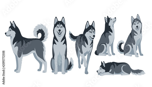 Photos Siberian husky dog vector illustration set