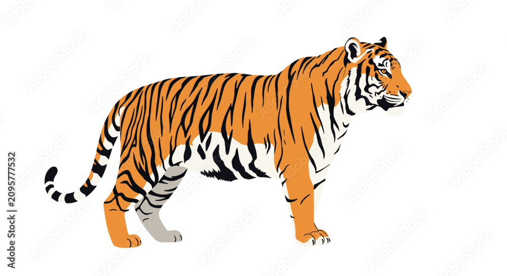 Obraz premium Majestic wild tiger standing in full length profile view showing beautiful orange and black stripes on white background.