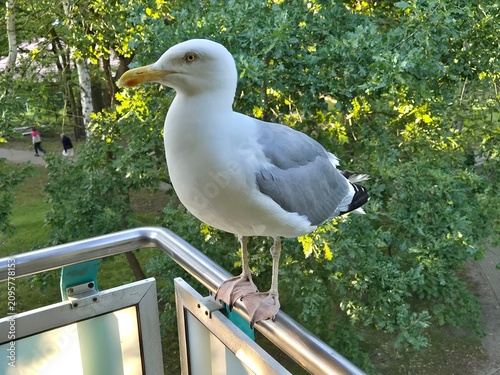 Silbermöwe (Larus argentatus)