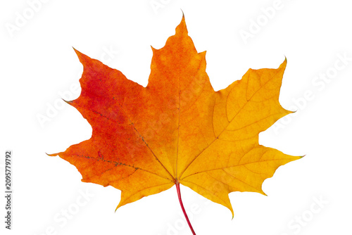 Bright orange autumn maple leaf isolated on transparent background