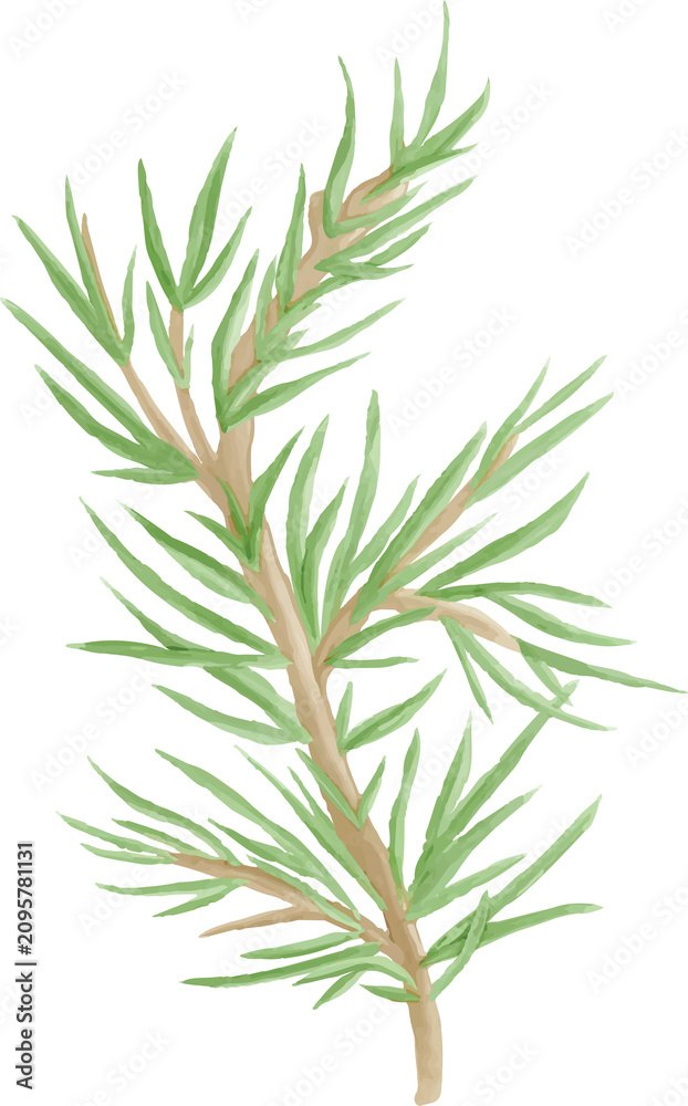 Fototapeta premium Illustration of a Pine Tree Branch