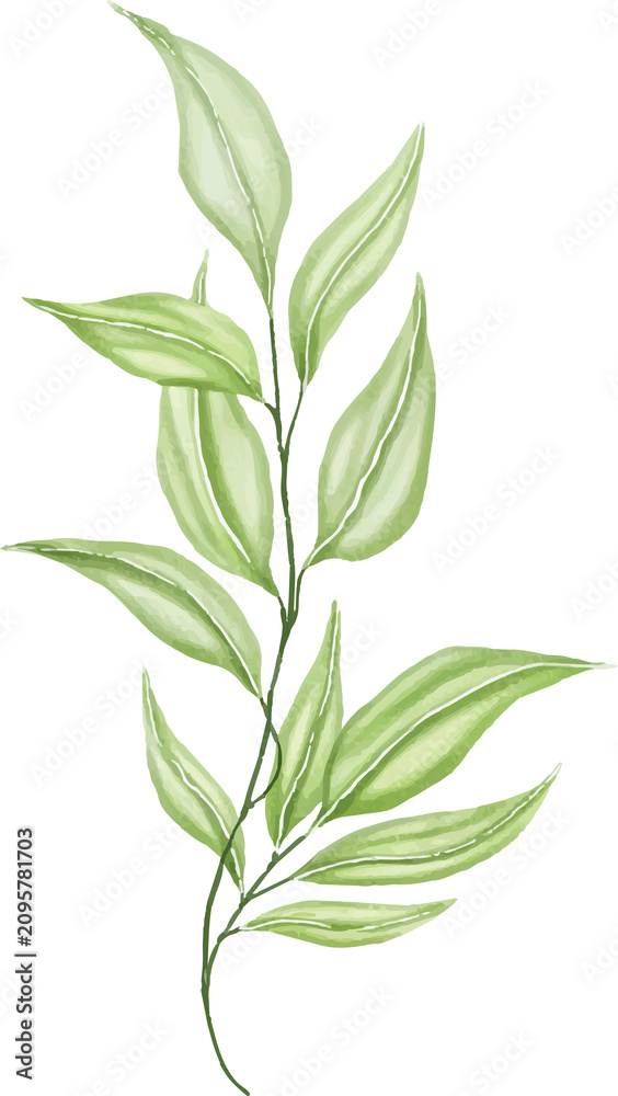 Fototapeta premium Watercolor Leaf Stem Botanical Illustration