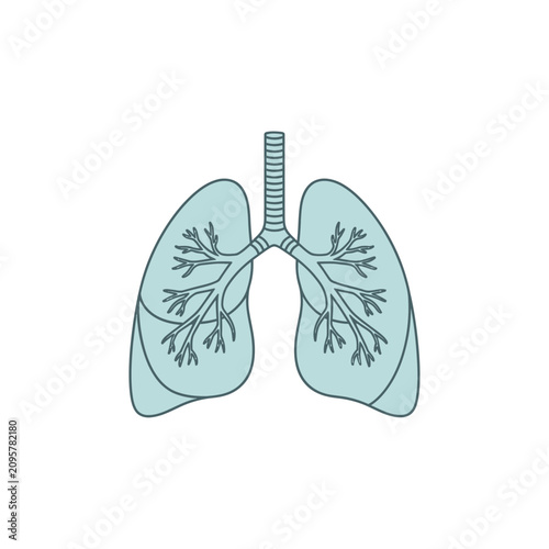 Human lungs anatomy vector illustration on white background