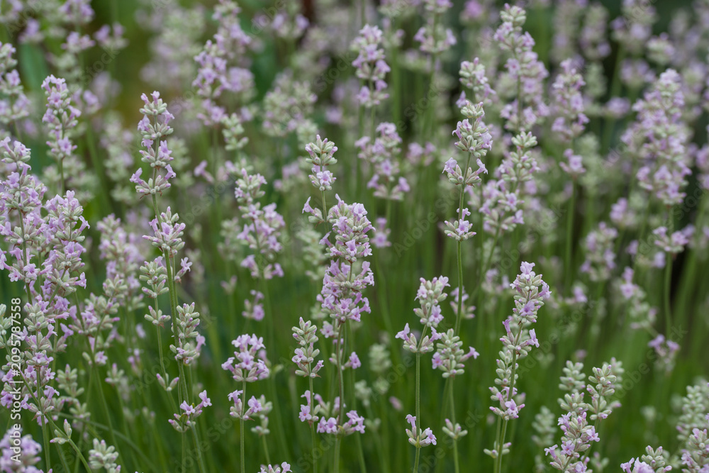 Fototapeta premium Beautiful white lavender in the garden in summer