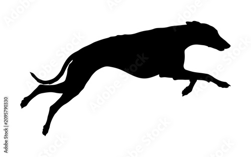 Fotografie Silhouette of a fast running greyhound or whippet dog leaping in mid-air
