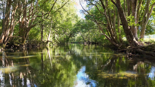 Serene River Flowing Through Lush Green Forest in Bellingen Australia