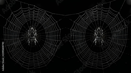 Spooky happy halloween spiderwebs with orb weaver spiders perfect for creepy seasonal decorations and festive designs