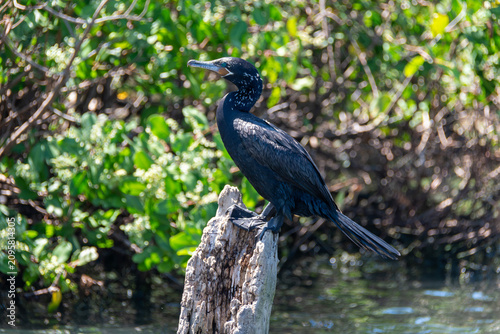 The neotropic cormorant, Phalacrocorax brasilianus, a waterbird found at the Rodrigo de Freitas Lagoon, Rio de Janeiro, Brazil.