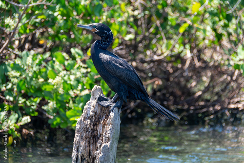 The neotropic cormorant, Phalacrocorax brasilianus, a waterbird found at the Rodrigo de Freitas Lagoon, Rio de Janeiro, Brazil.