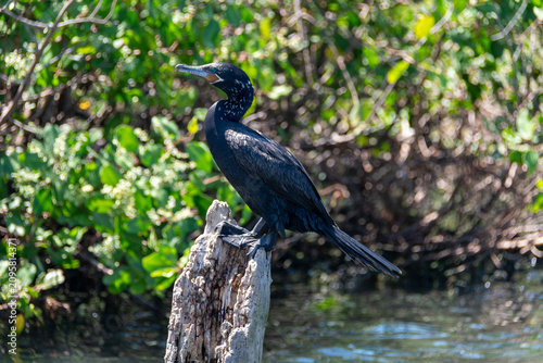 The neotropic cormorant, Phalacrocorax brasilianus, a waterbird found at the Rodrigo de Freitas Lagoon, Rio de Janeiro, Brazil.