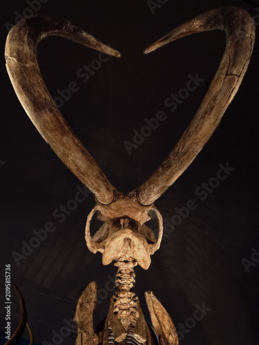 Bild auf Leinwand Woolly Mammoth Skull Fossil with Curved Tusks