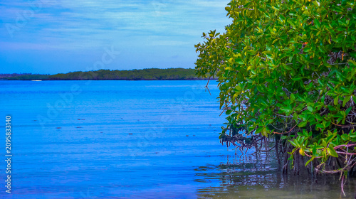 Magrove Swamps, Galápagos National Park, UNESCO World Heritage Site, Galápagos Islands, Ecuador, South America