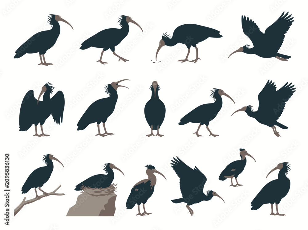Fototapeta premium A collection of dark silhouettes depicting various poses and behaviors of the Northern Bald Ibis bird.