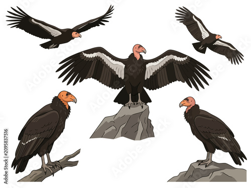 A collection of California condors in various poses including flying perched and standing.