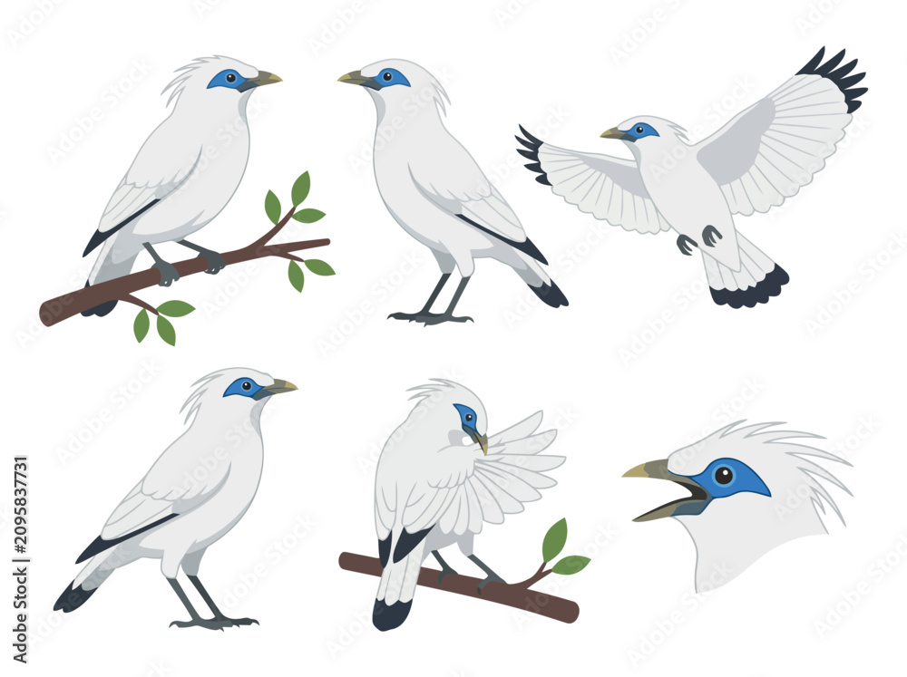 Fototapeta premium A collection of Bali Myna birds in various poses and actions.