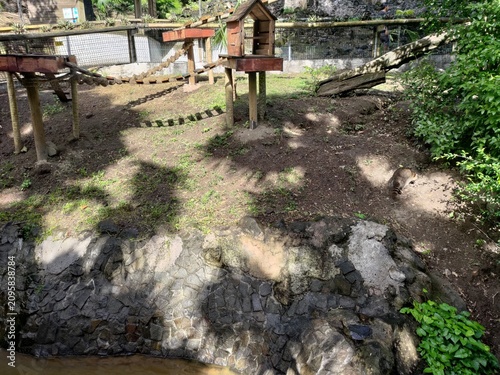 Fényképezés Raccoon exploring a naturalistic zoo enclosure with wooden climbing structures, rocky terrain, and lush greenery