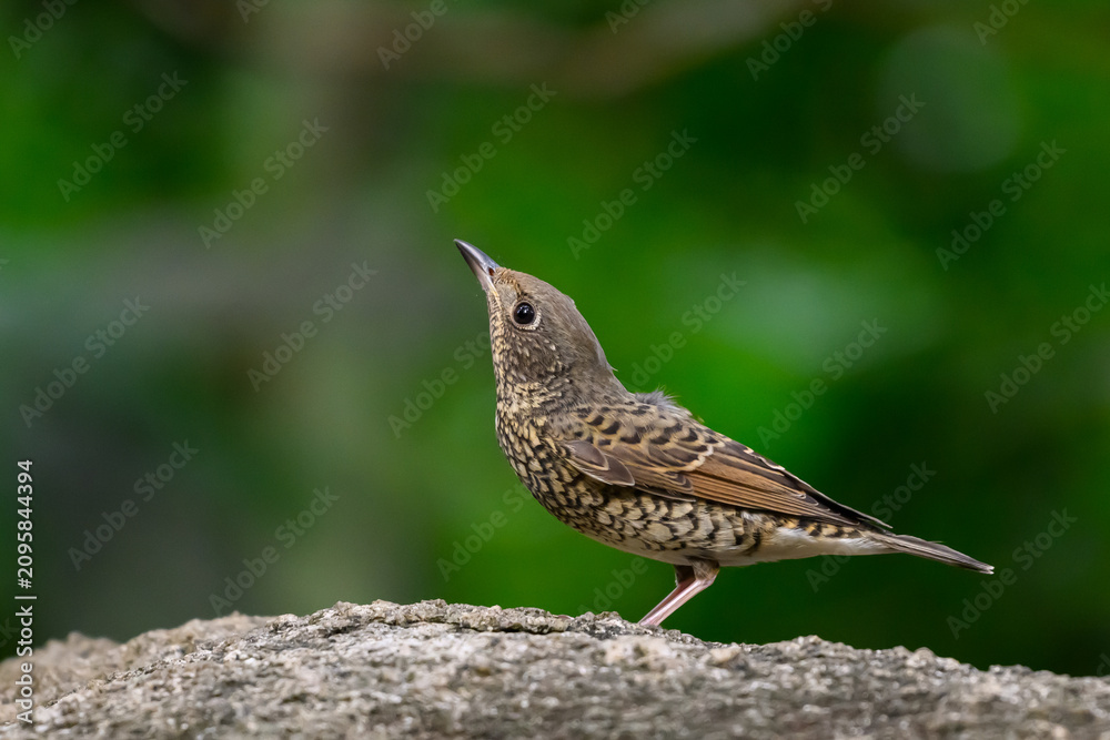 Fototapeta premium White-throated Rock Thrush perched on a rock and looking upwards