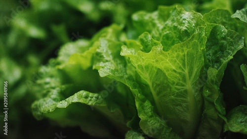 Fresh lettuce head and salad ingredients styled in bright home kitchen