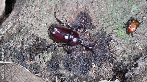 夏の里山で樹液を巡って争うカブトムシのオスたち