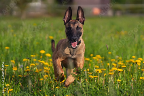 Happy young 9-month-old Belgian Shepherd dog Malinois with an orange collar posing outdoors running fast on a green grass with yellow dandelions in summer