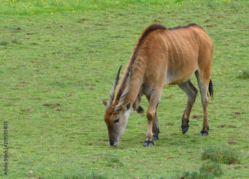 Giant Eland   the largest species of antelope